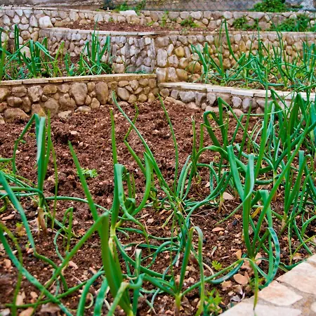 Kadulja- Salvia Trogir